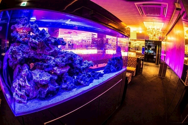 New Club Camellia カメリア