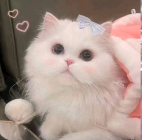 ART 在籍キャスト1